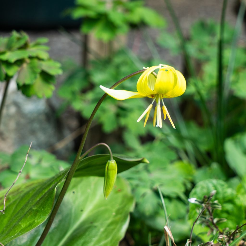 Erythronium tuolumnense Pagoda