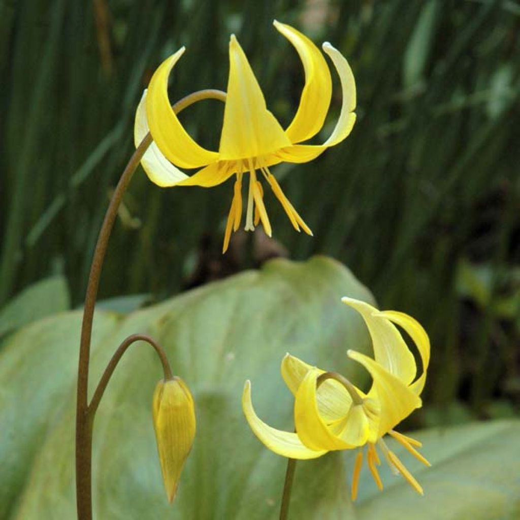 Erythronium tuolumnense Pagoda