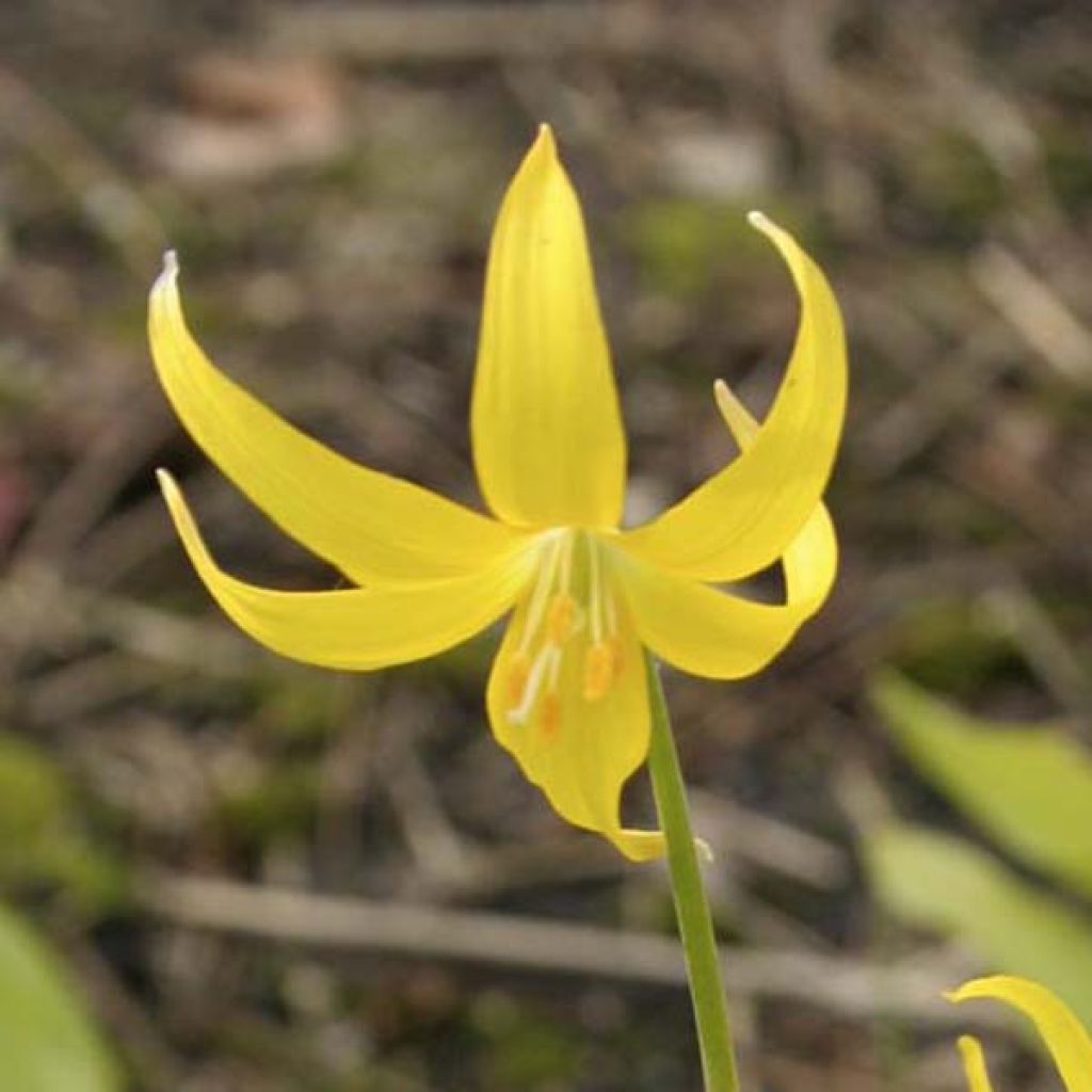 Erythronium tuolumnense Pagoda