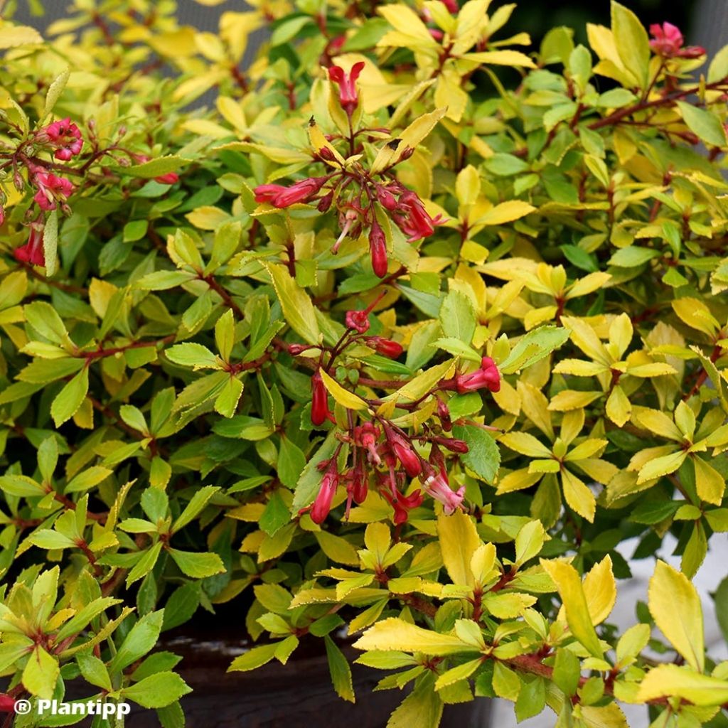 Escallonia Golden Carpet