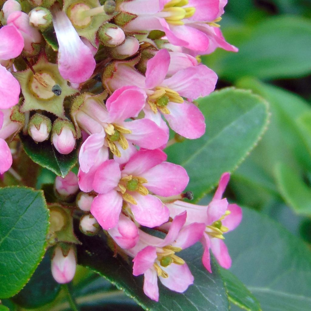 Escallonia laevis Pink Elle