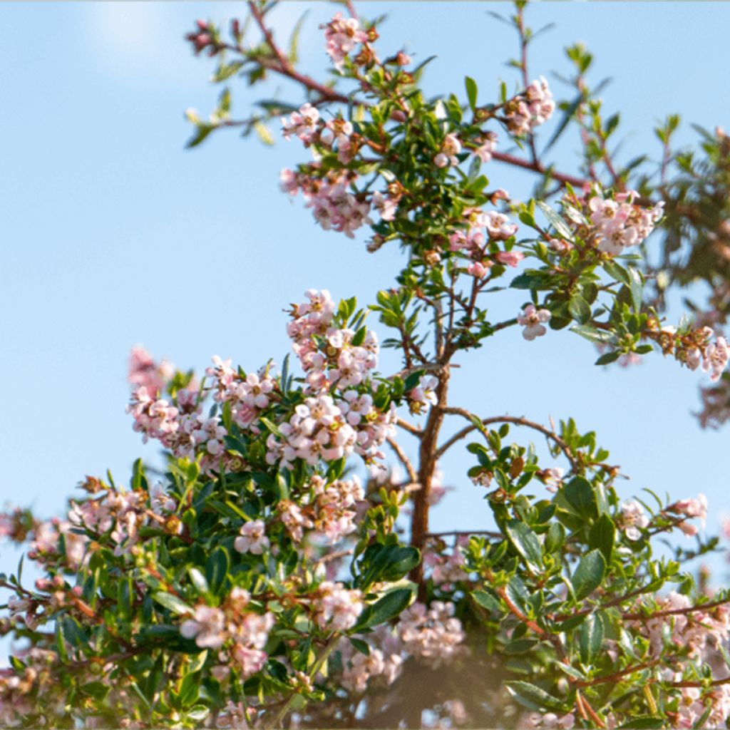 Escallonia Pinky Carpet®