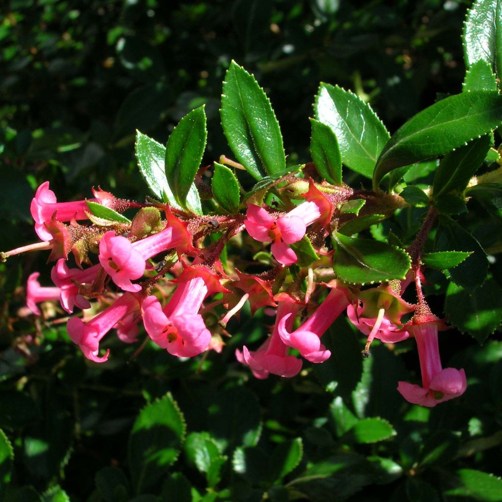 Escallonia rubra var. macrantha