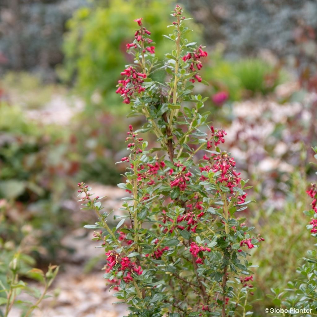 Escallonia rubra Red Tower - Redclaws