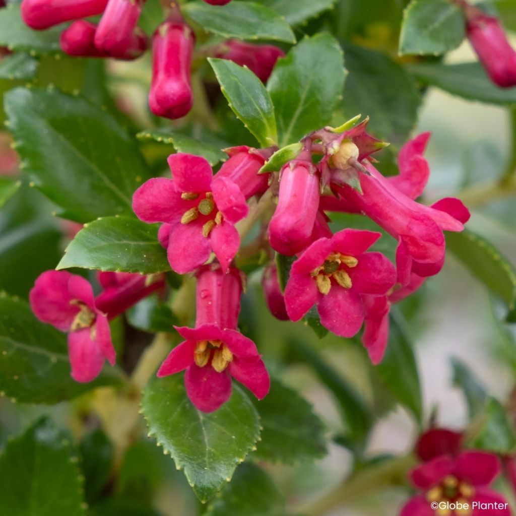 Escallonia rubra Red Tower - Redclaws