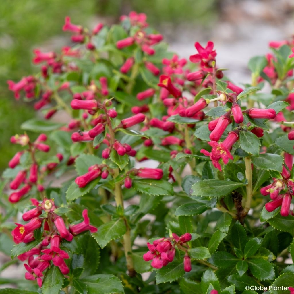 Escallonia rubra Red Tower - Redclaws