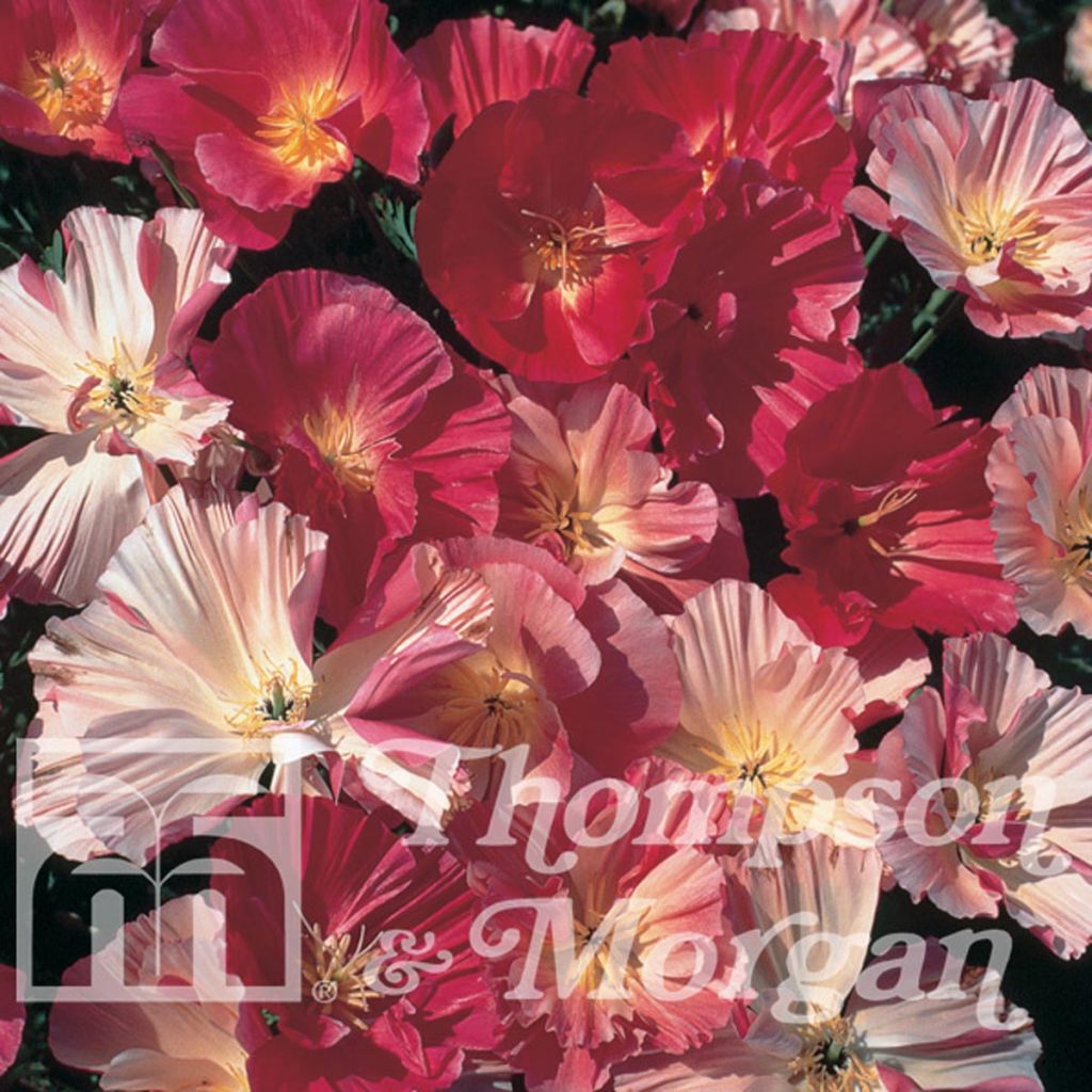 Pavot de Californie Color Champagne and Roses - Eschscholzia californica