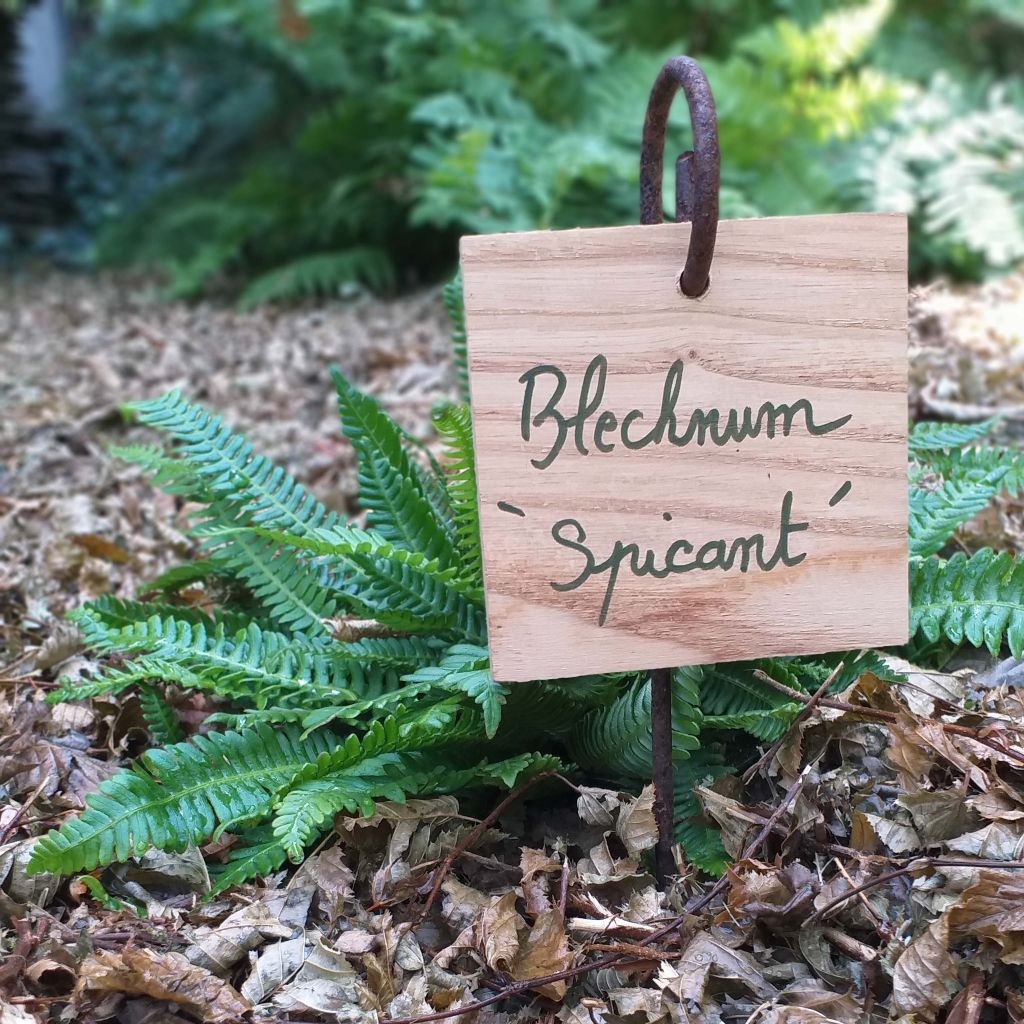 Square chestnut wood hanging label 9.5 x 9.5 cm