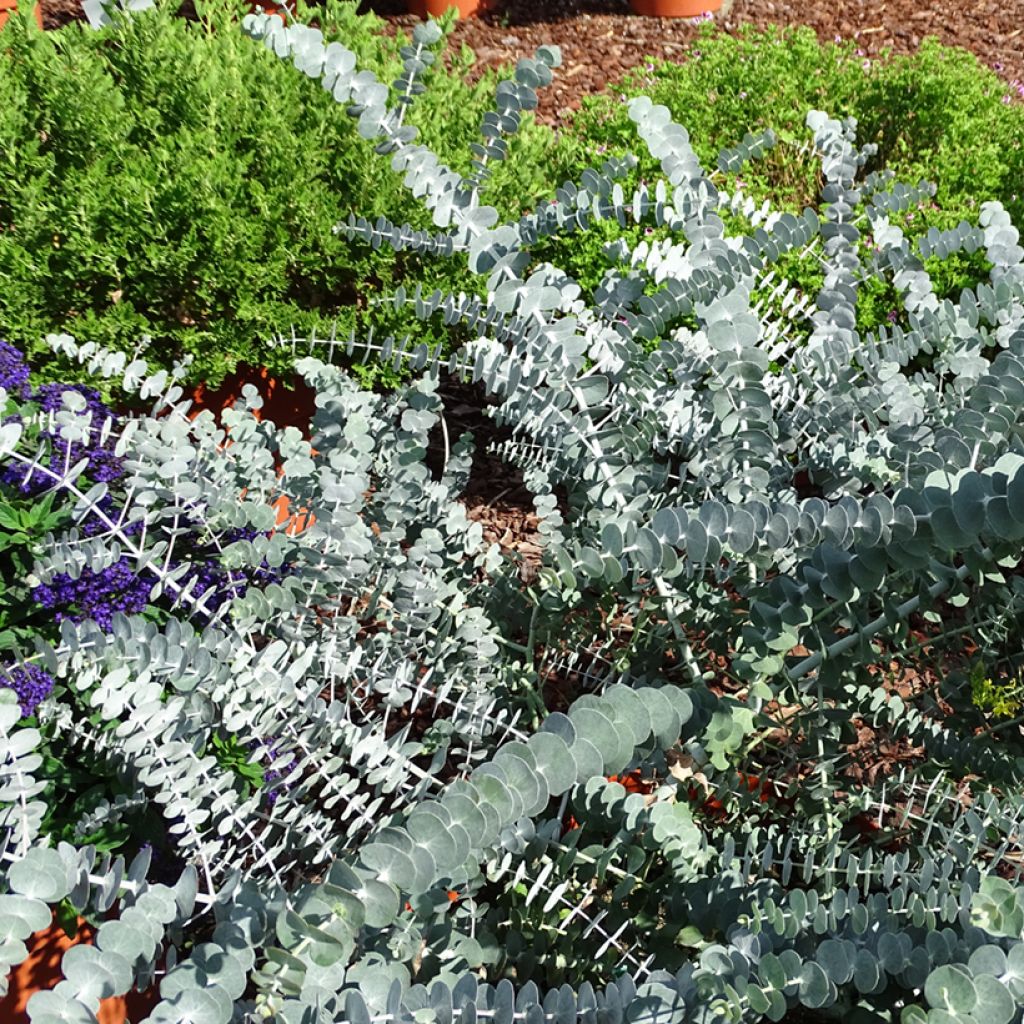Eucalyptus pulverulenta Baby Blue (Little Boy Blue)