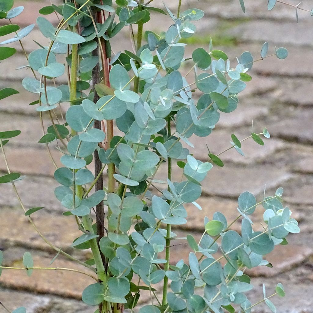 Eucalyptus pulverulenta Baby Blue (Little Boy Blue)