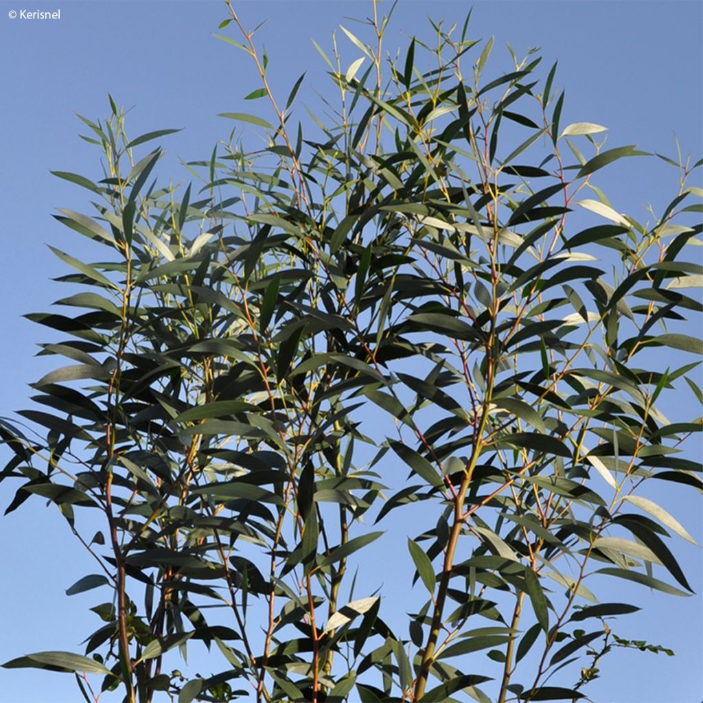 Eucalyptus gregsoniana
