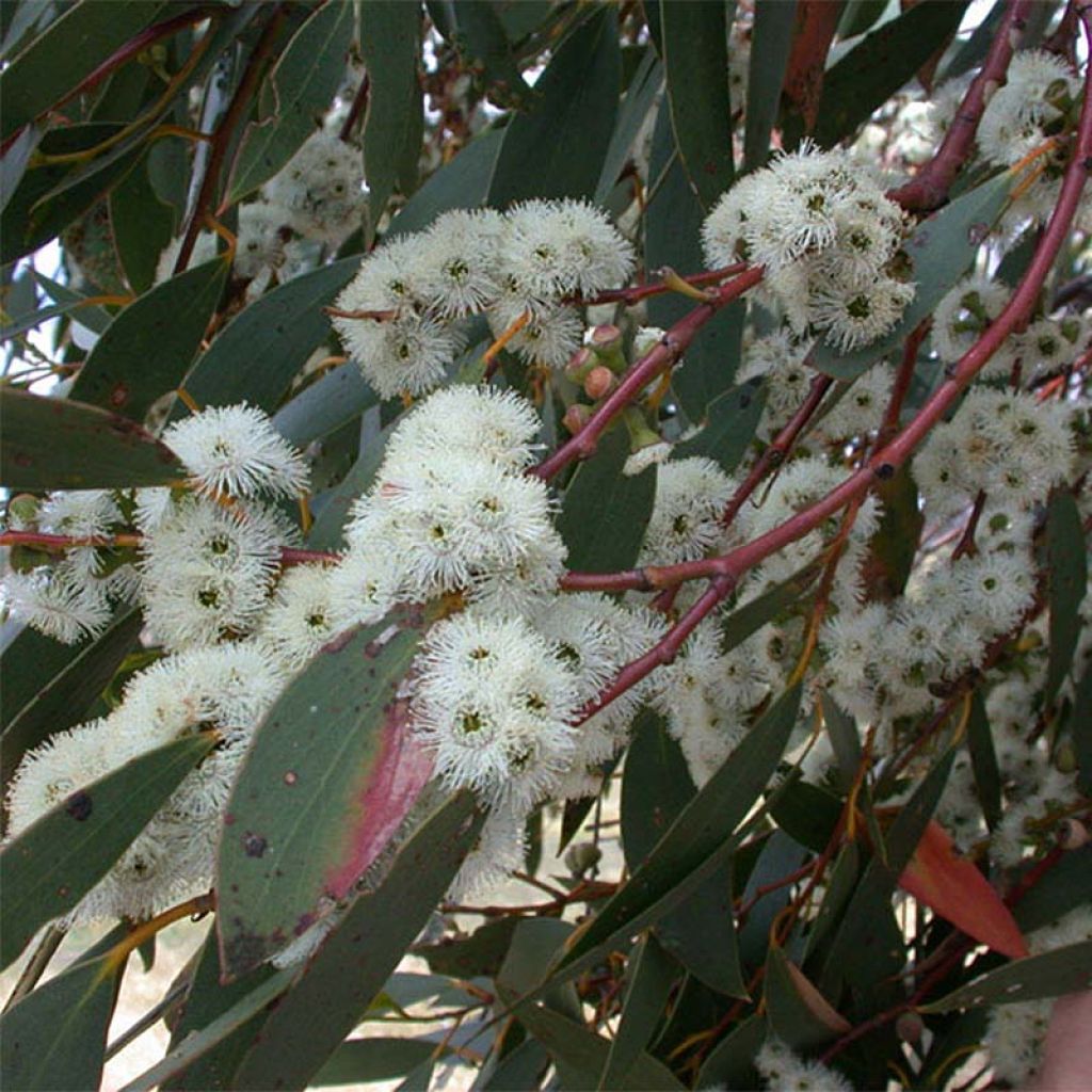 Eucalyptus parviflora