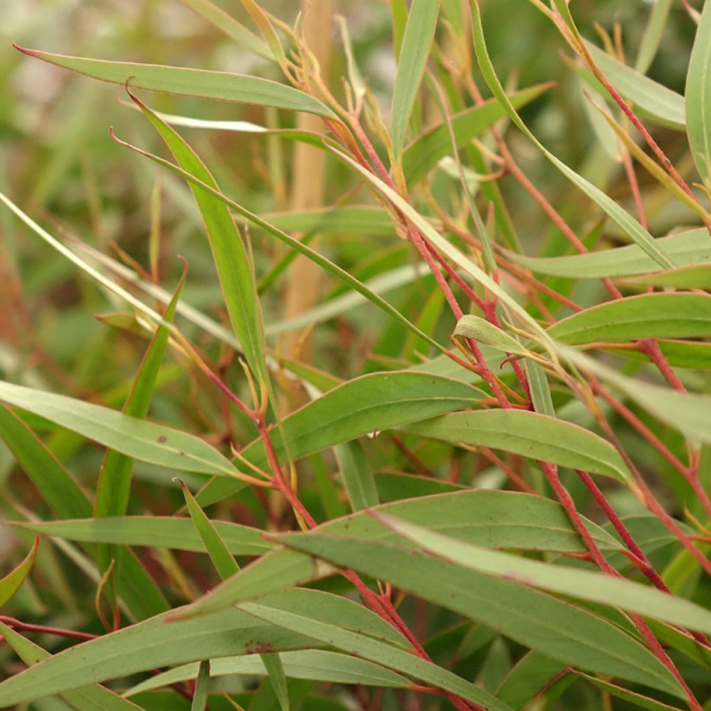 Eucalyptus stricta