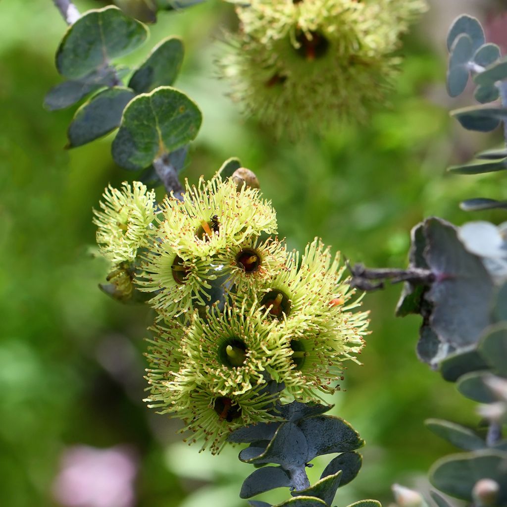 Eucalyptus kruseana seeds - Fine leaf Mallee