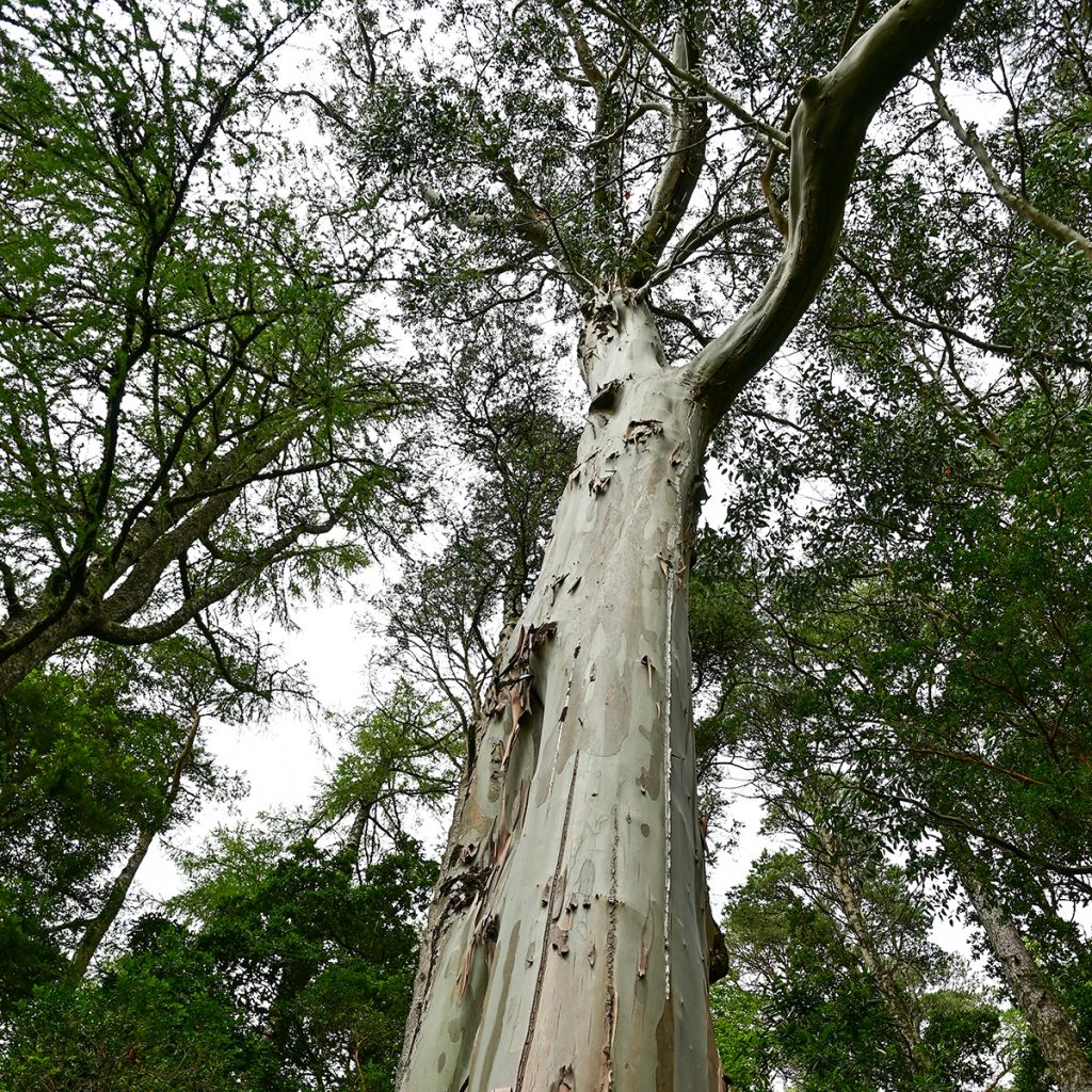 Eucalyptus regnans seeds