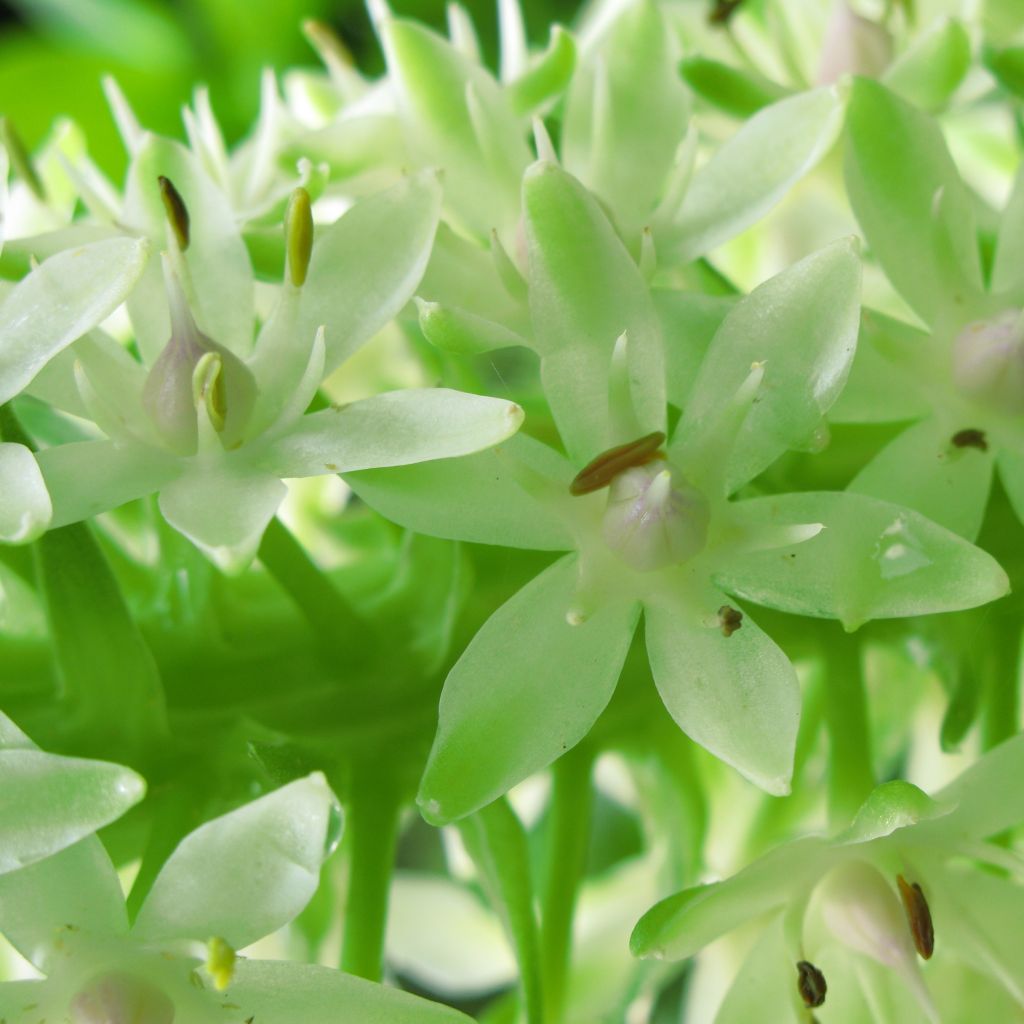 Eucomis autumnalis - Pineapple flower
