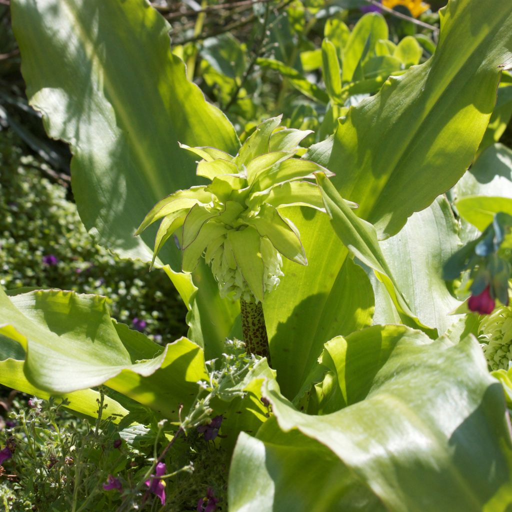 Eucomis autumnalis - Pineapple flower