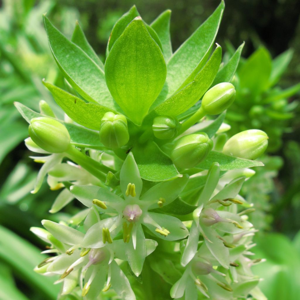 Eucomis autumnalis - Pineapple flower