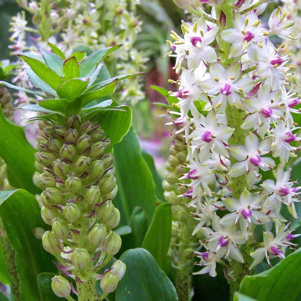 Eucomis bicolor - Variegated pineapple lily