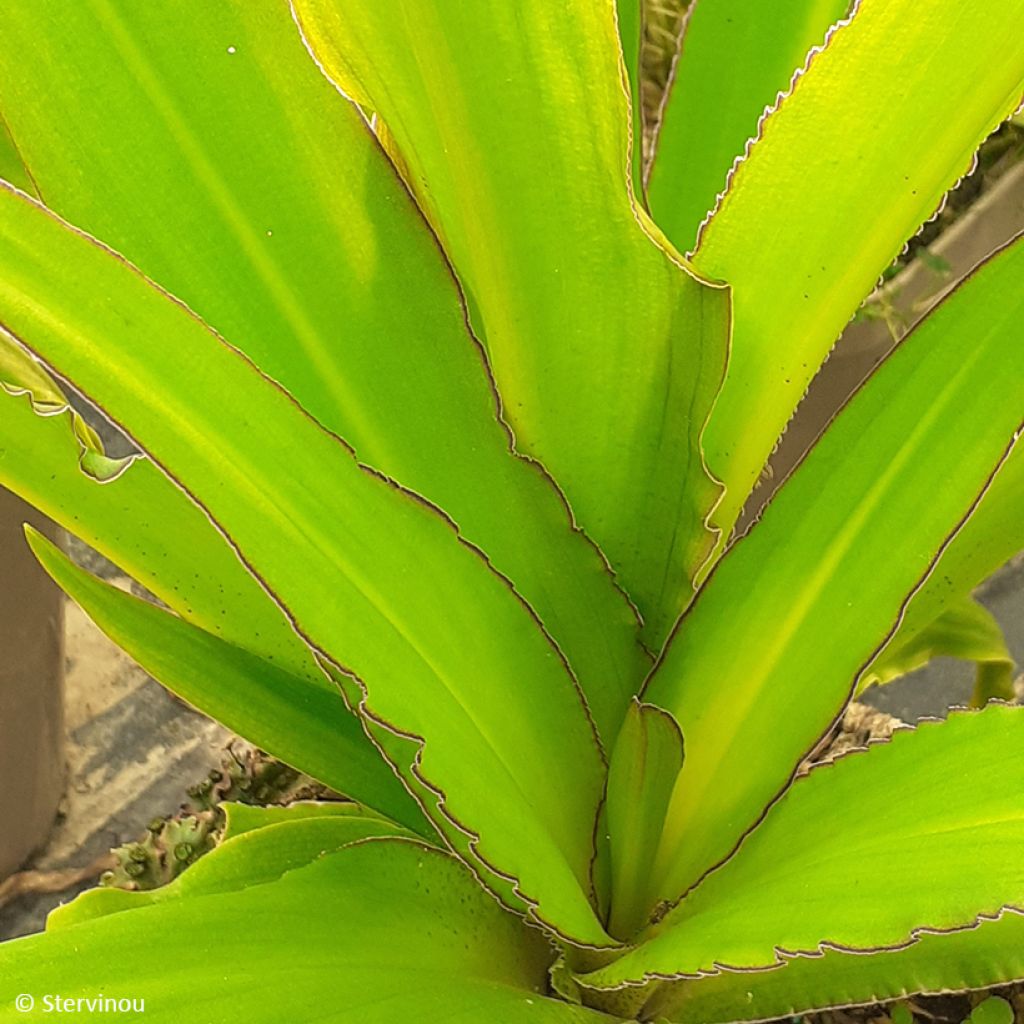 Eucomis comosa Can Can - Pineapple flower