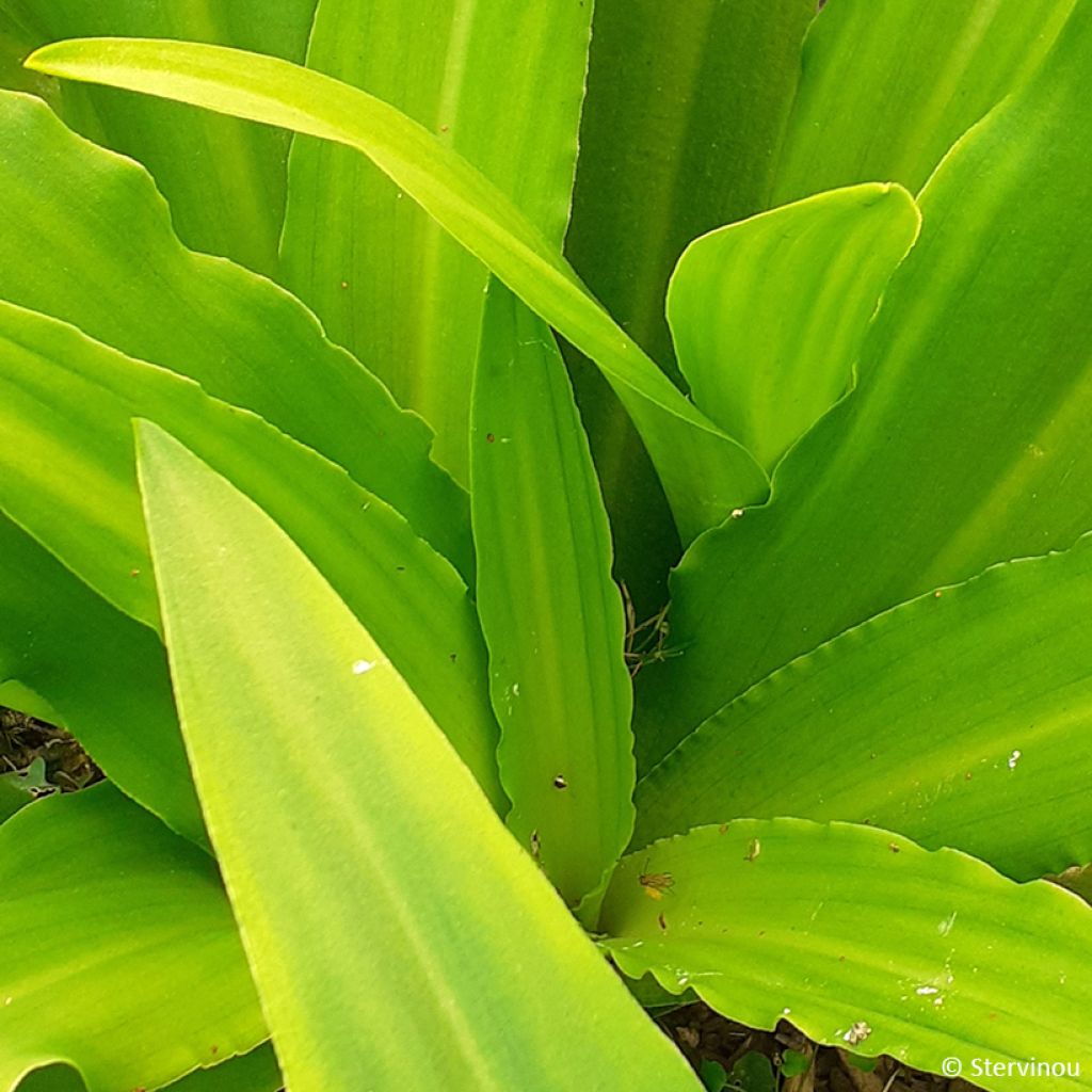 Eucomis comosa Can Can - Pineapple flower