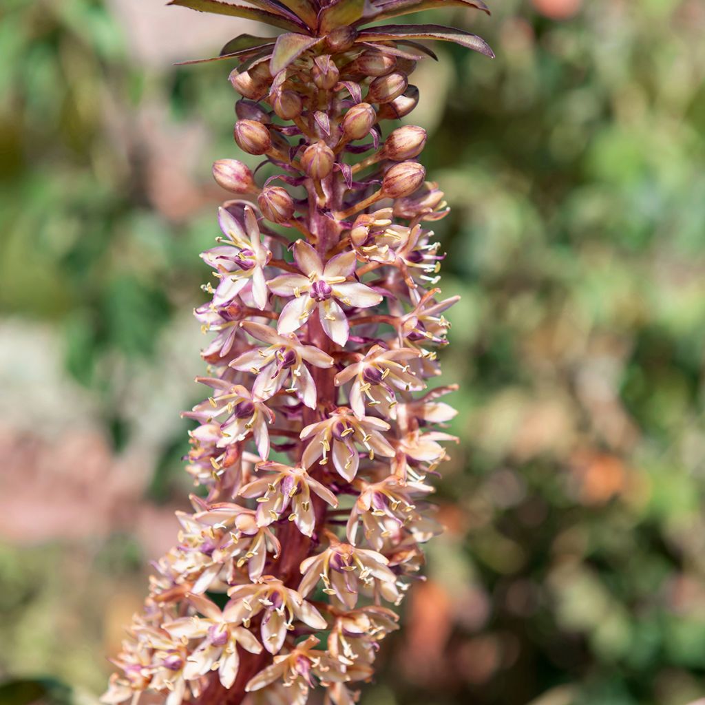 Eucomis comosa Indian Summer - Pineapple lily