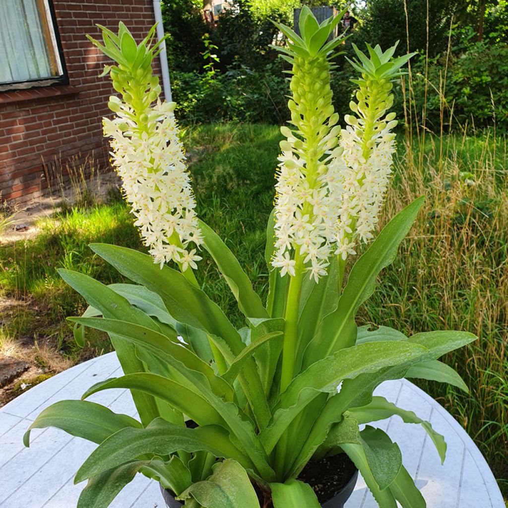 Eucomis comosa Johannesburg - Pineapple lily