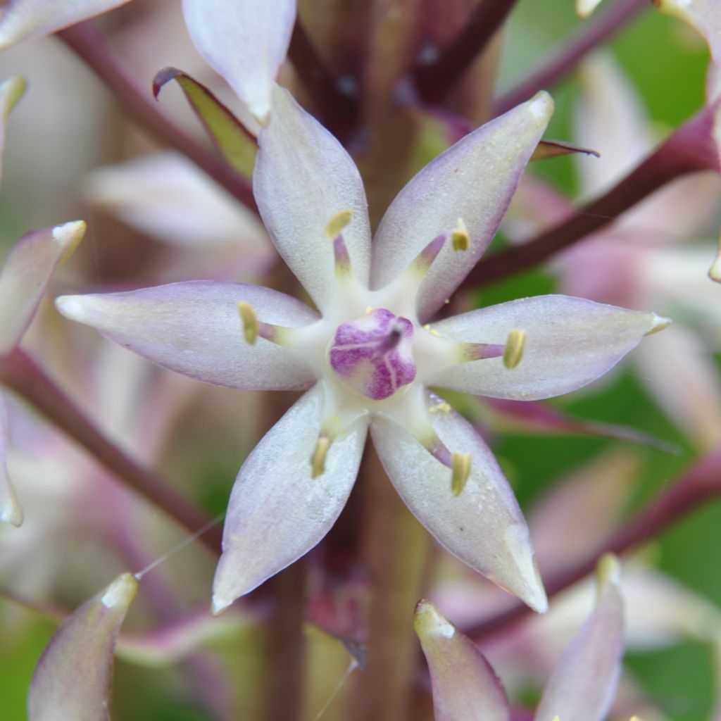 Eucomis comosa Sparkling Burgundy - Pineapple flower