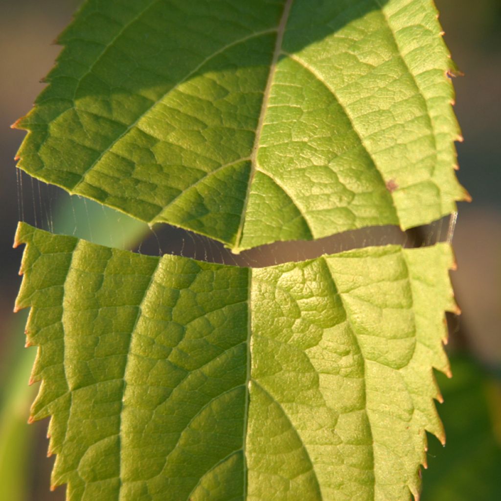 Eucommia ulmoides - Hardy Rubber Tree