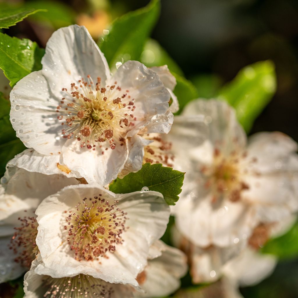 Eucryphia x intermedia Rostrevor