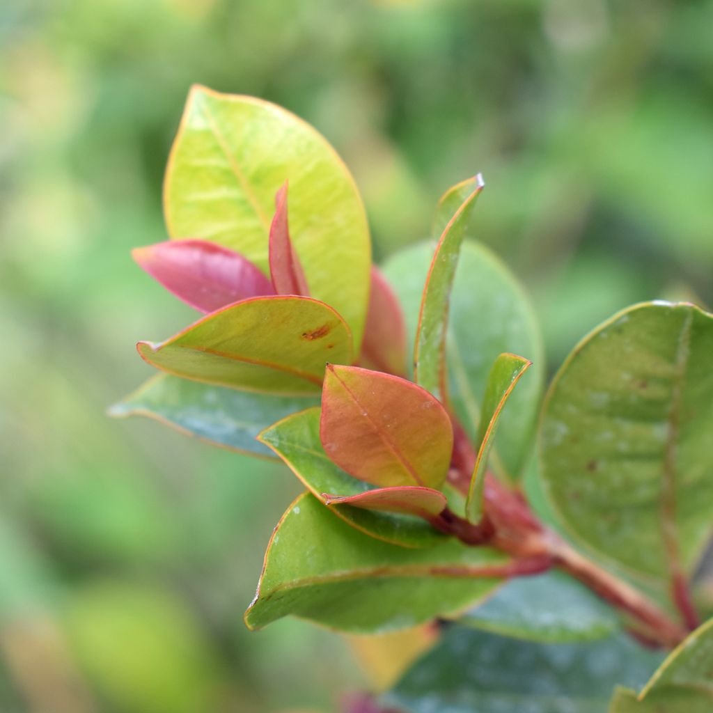 Eugenia myrtifolia New Port