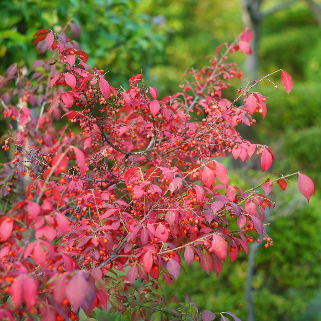Euonymus alatus - Burning Bush