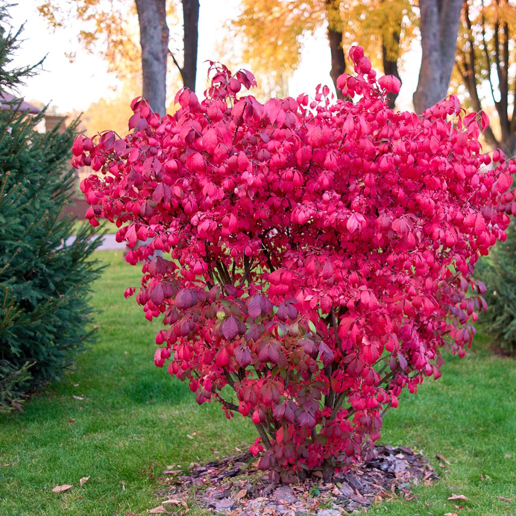 Euonymus alatus - Burning Bush