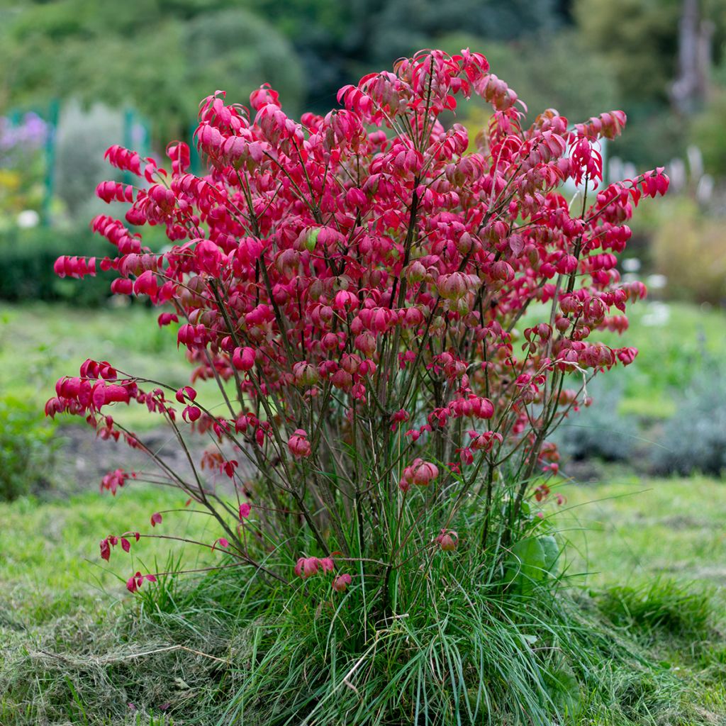 Euonymus alatus - Burning Bush