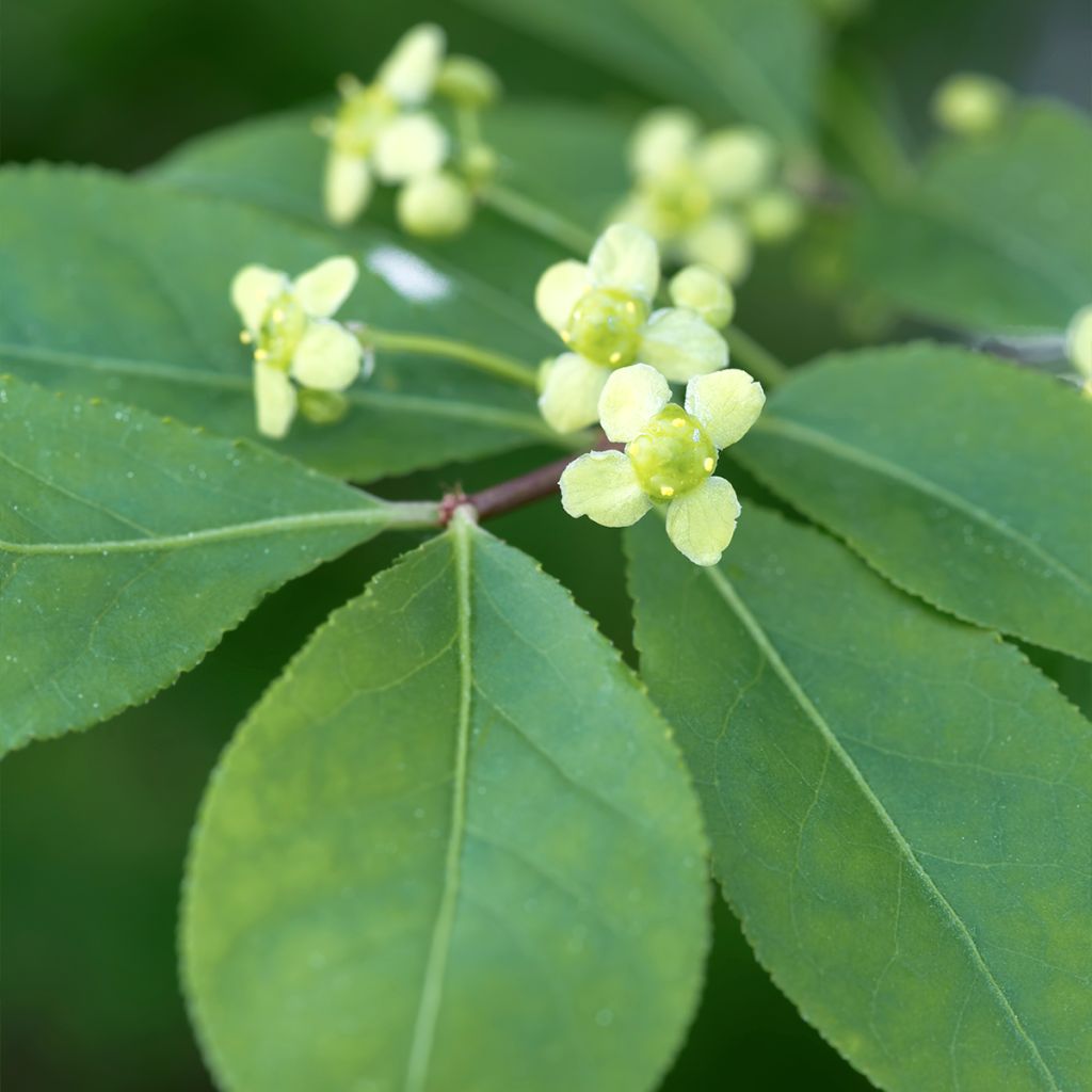 Euonymus alatus - Burning Bush