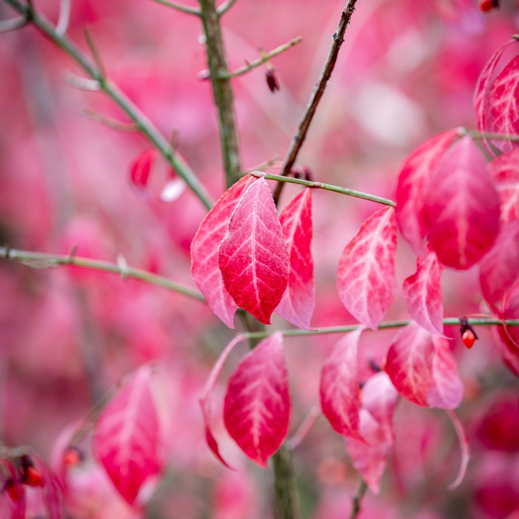 Euonymus alatus - Burning Bush