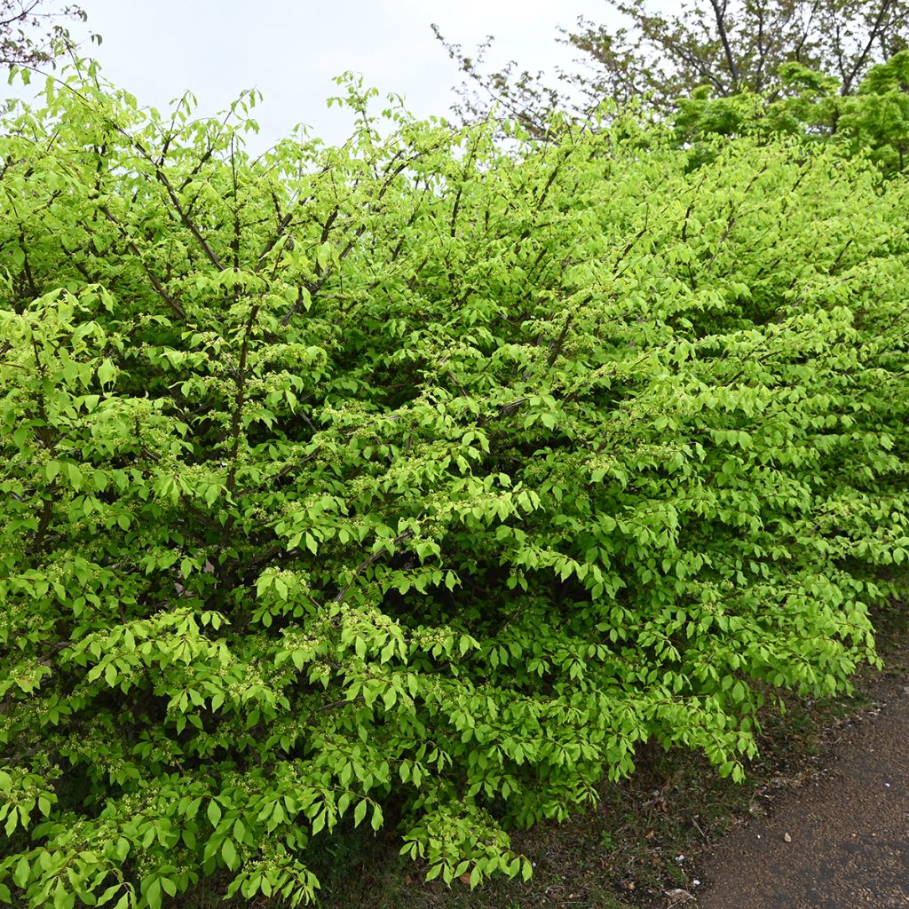 Euonymus alatus - Burning Bush
