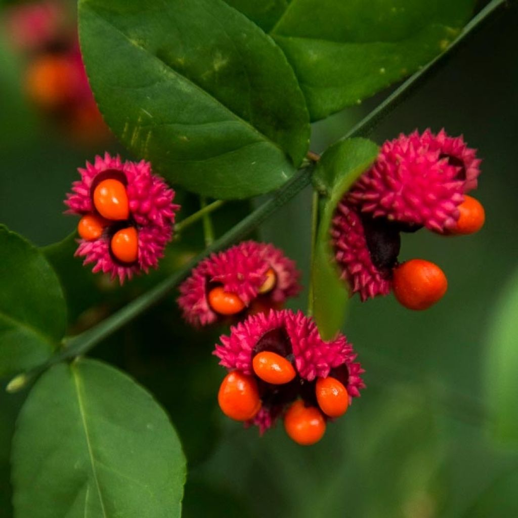 Euonymus americanus - Spindle