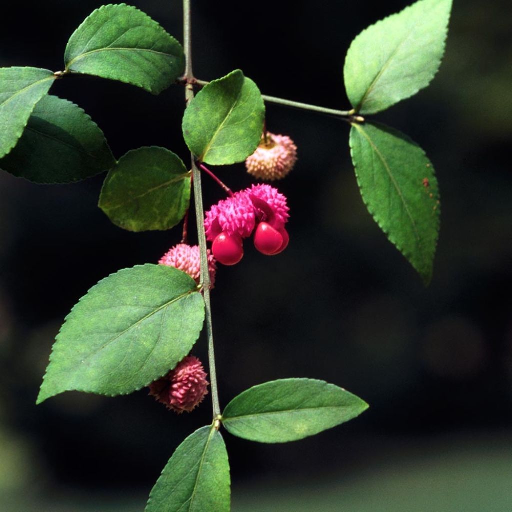 Euonymus americanus - Spindle
