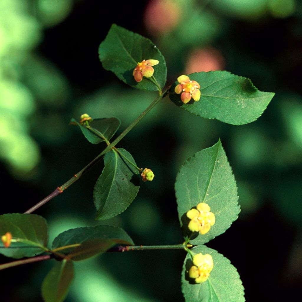 Euonymus americanus - Spindle