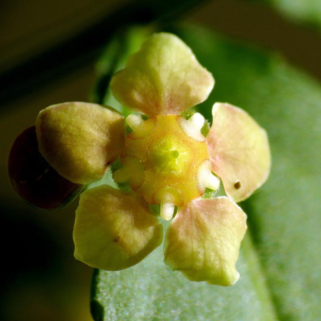 Euonymus americanus - Spindle