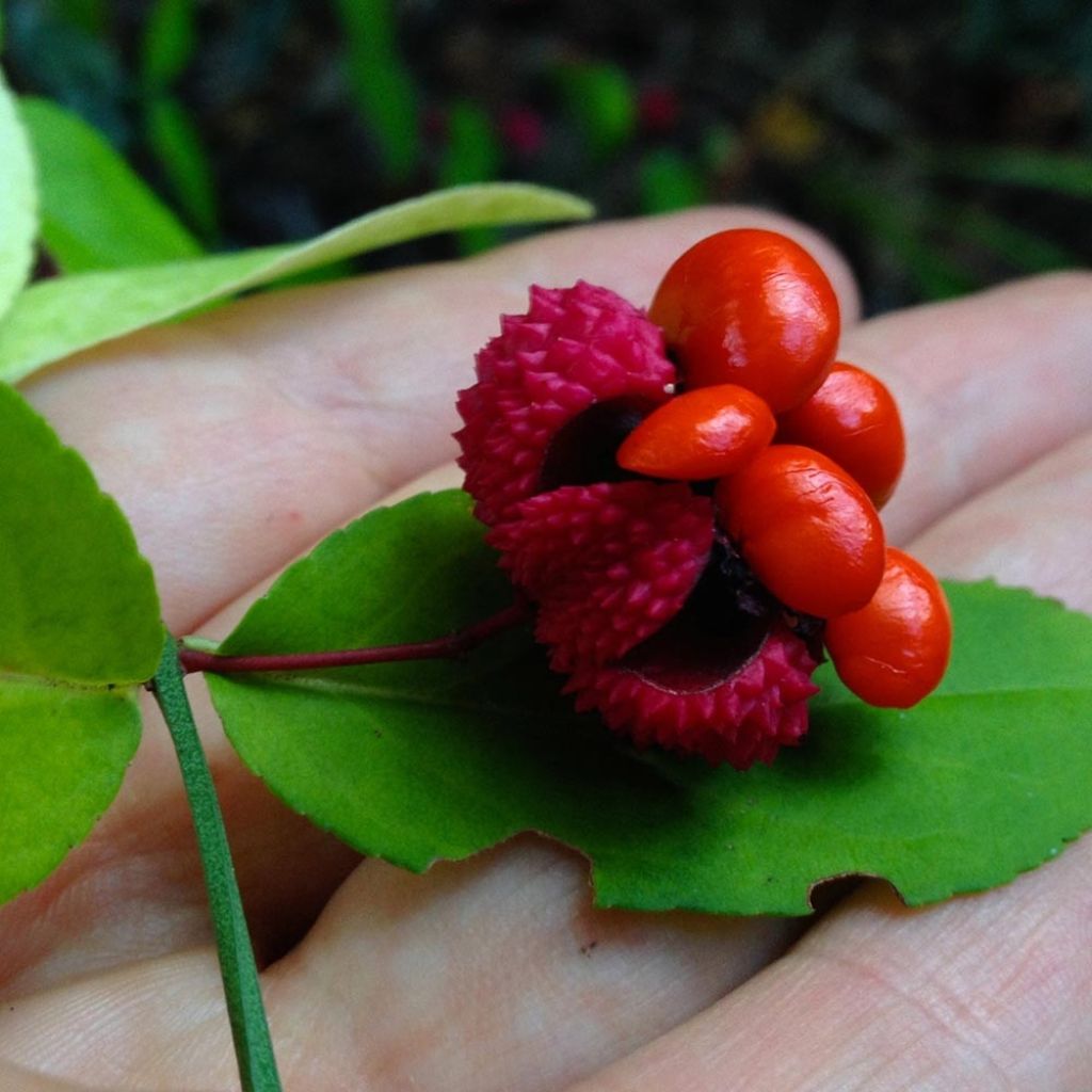 Euonymus americanus - Spindle