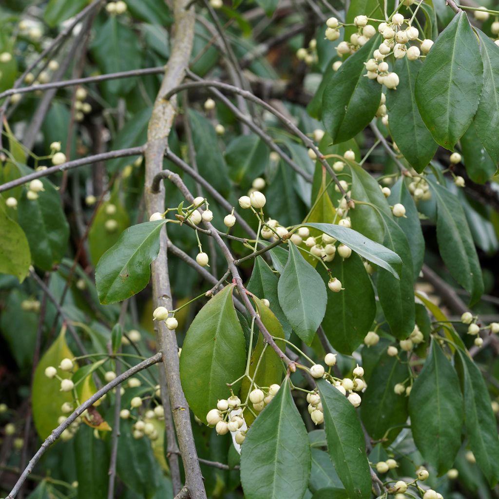 Euonymus europaeus Albus
