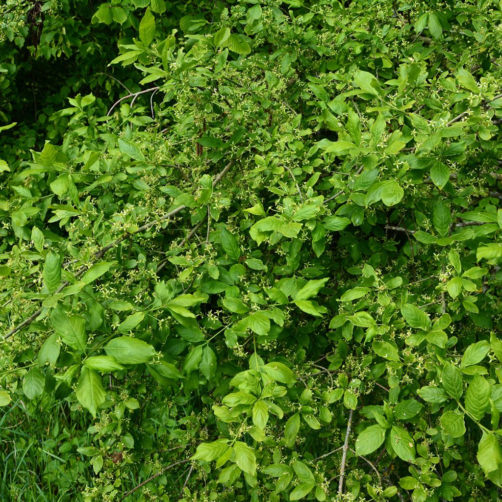 Euonymus europaeus Albus