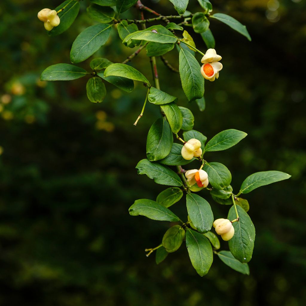 Euonymus europaeus Albus