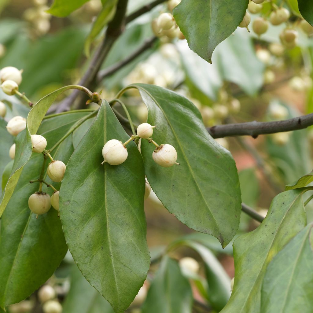 Euonymus europaeus Albus