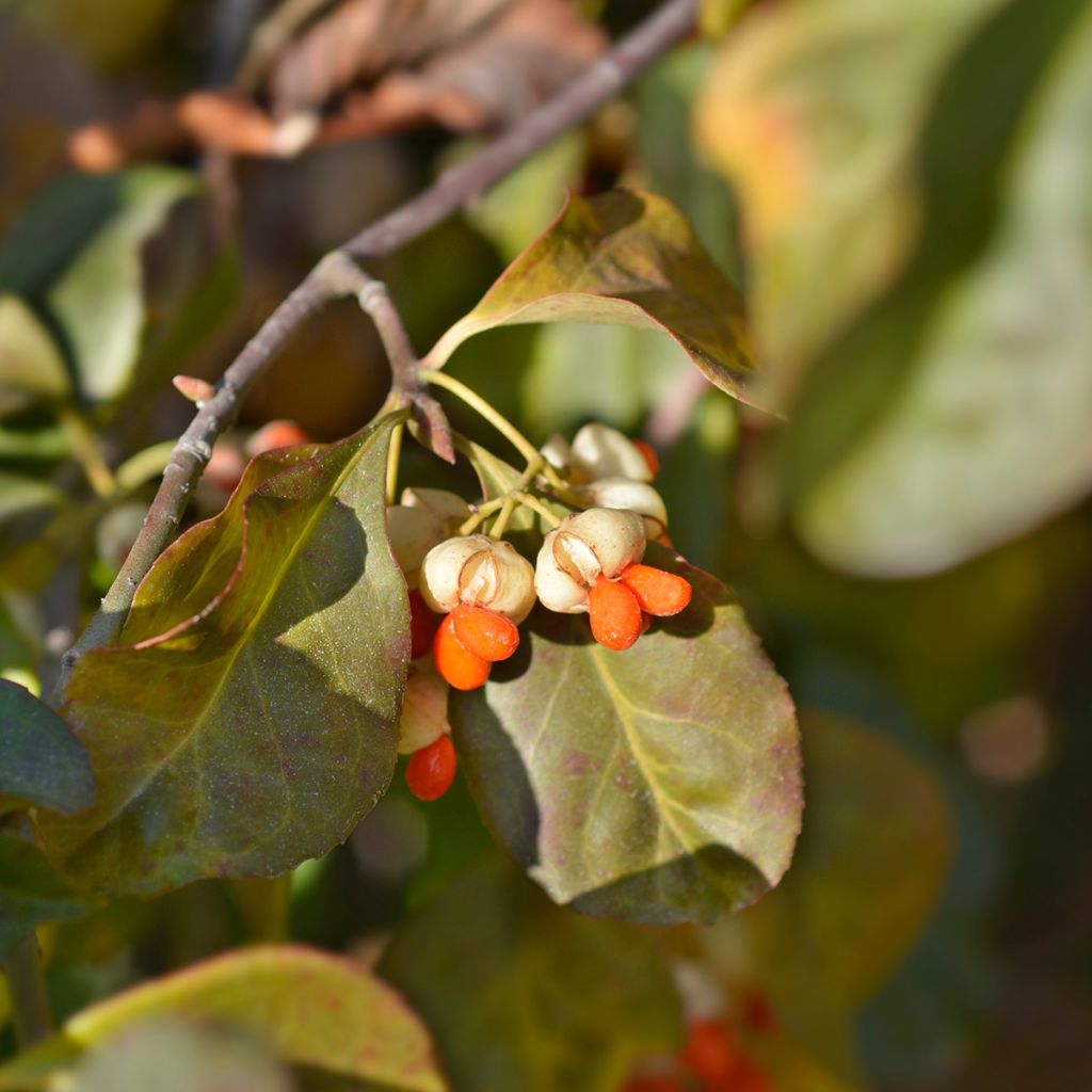 Euonymus europaeus Albus