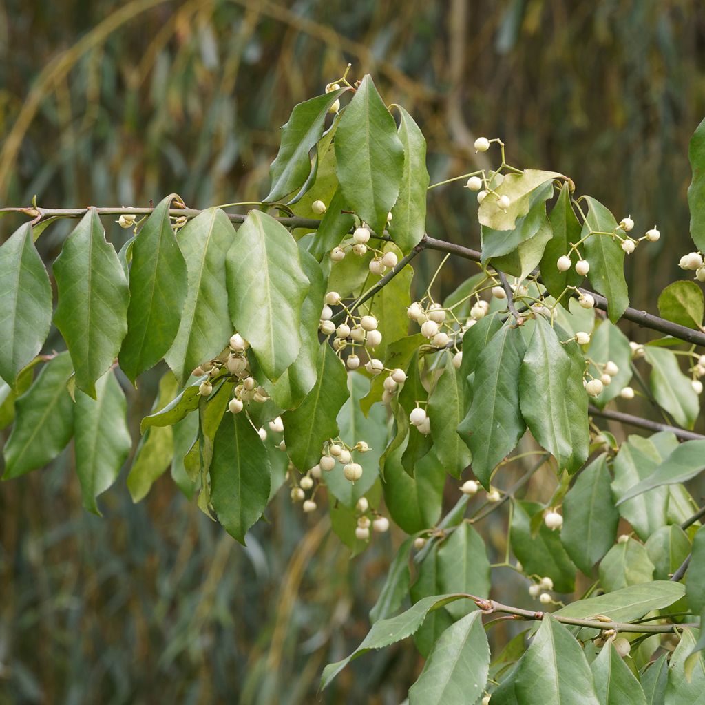 Euonymus europaeus Albus