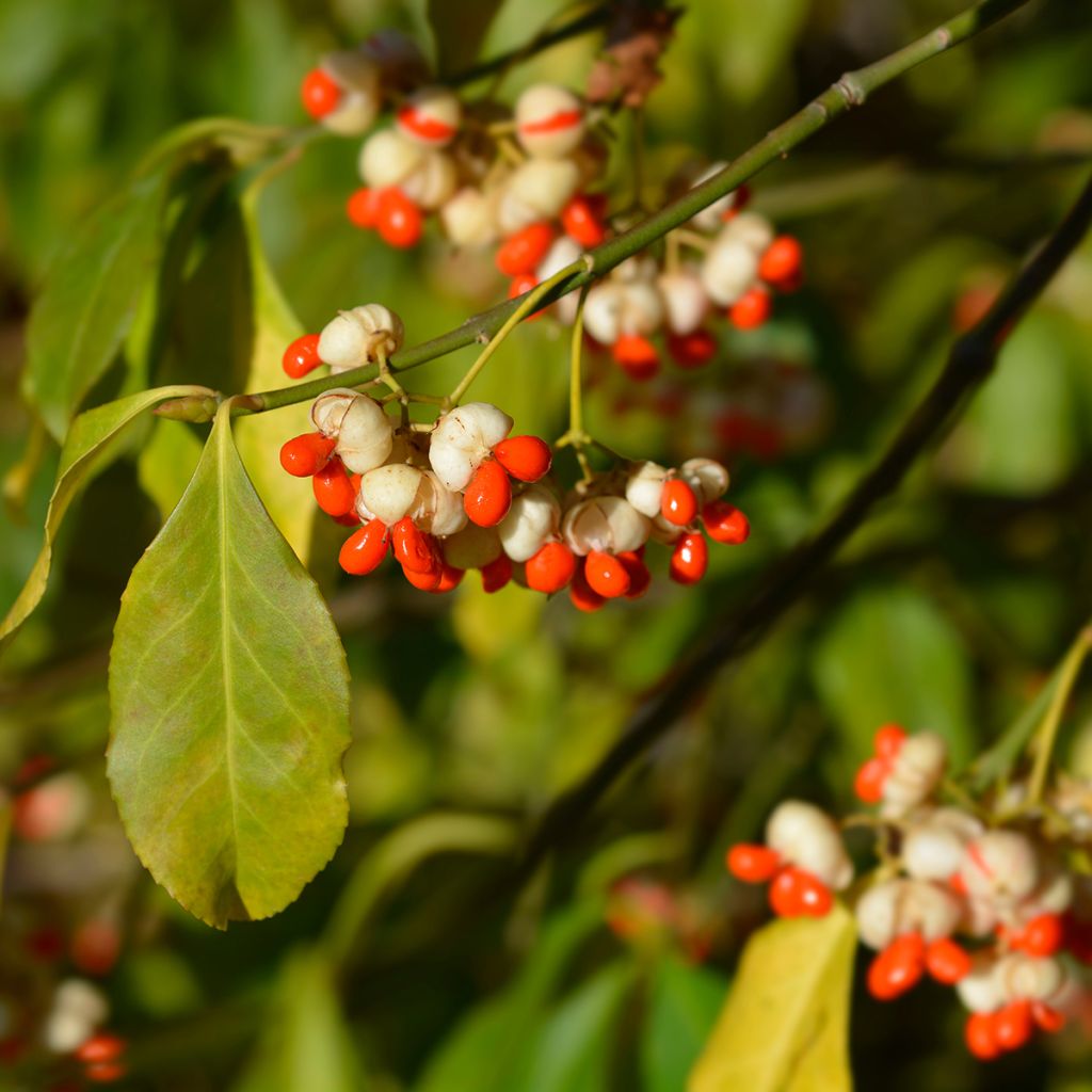 Euonymus europaeus Albus