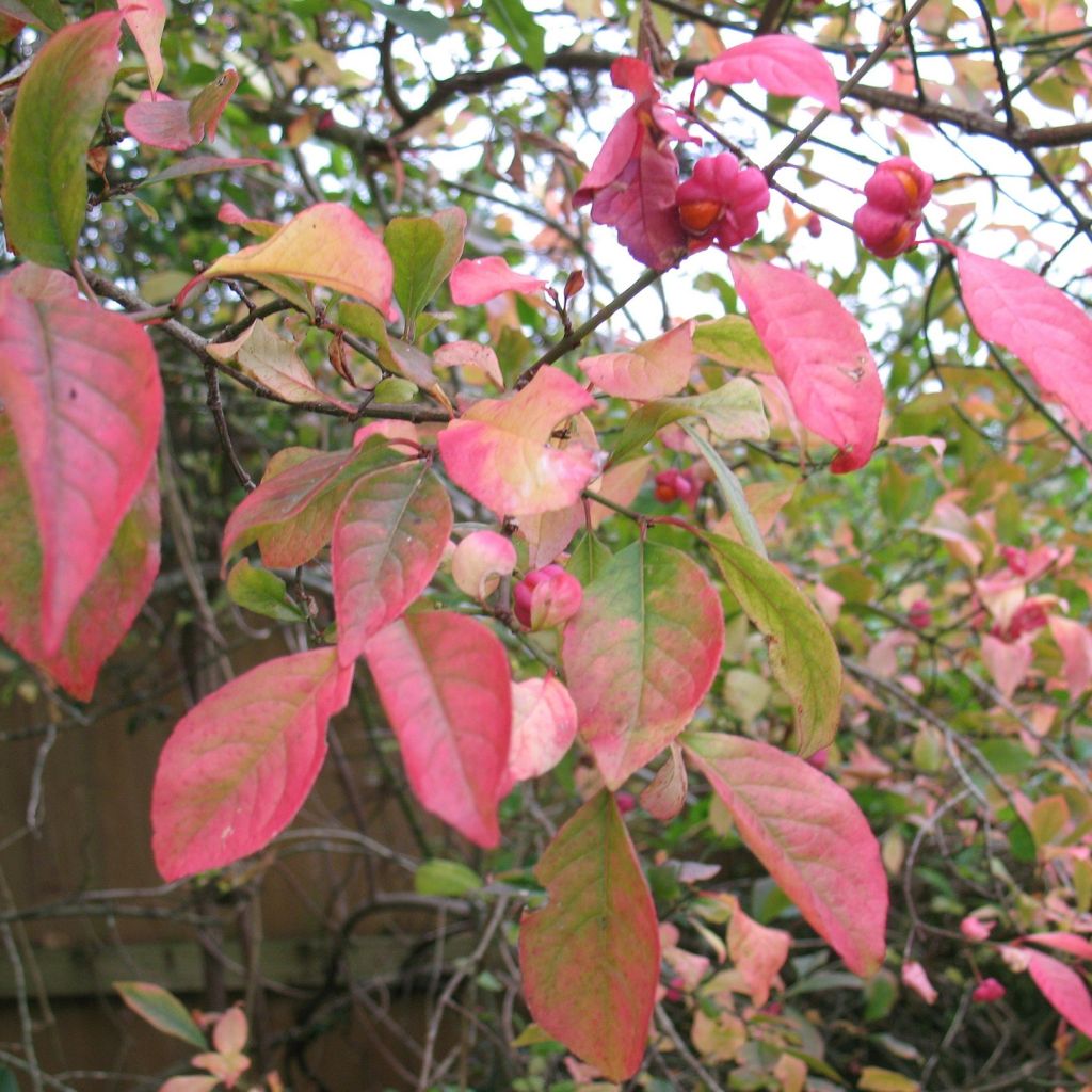 Euonymus europaeus Red Cascade - European Spindle